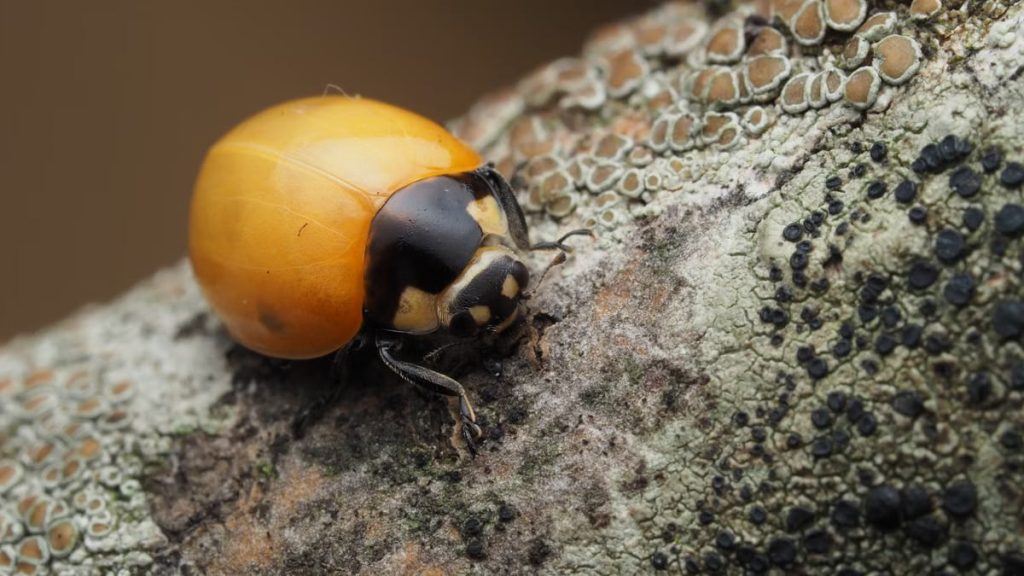 Macro shot of an orange ladybug crawling on a textured and lichen-covered branch.