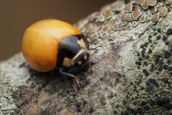 Macro shot of an orange ladybug crawling on a textured and lichen-covered branch.